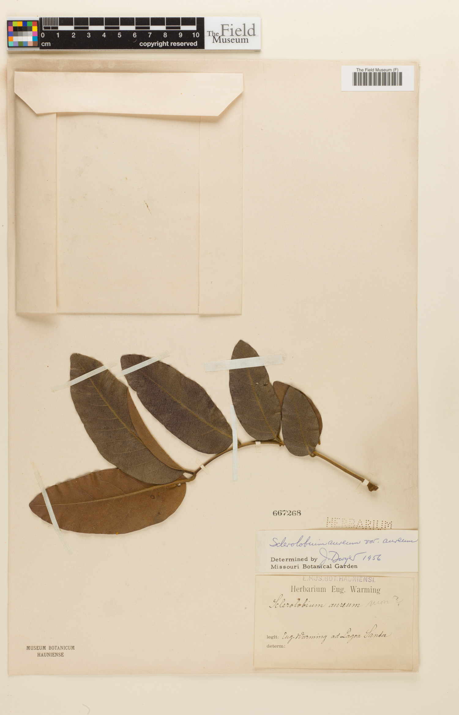Sclerolobium aureum image