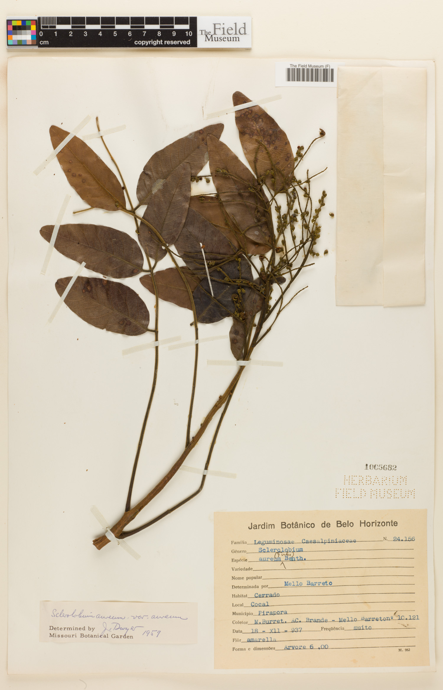 Sclerolobium aureum var. aureum image