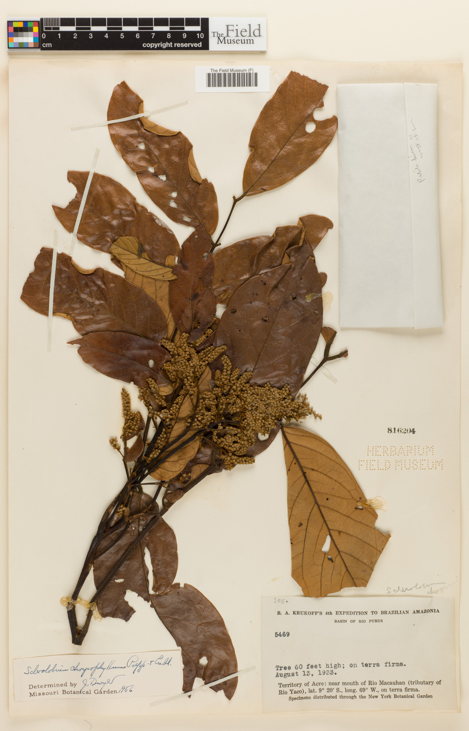 Sclerolobium image