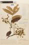 Sclerolobium chrysophyllum image