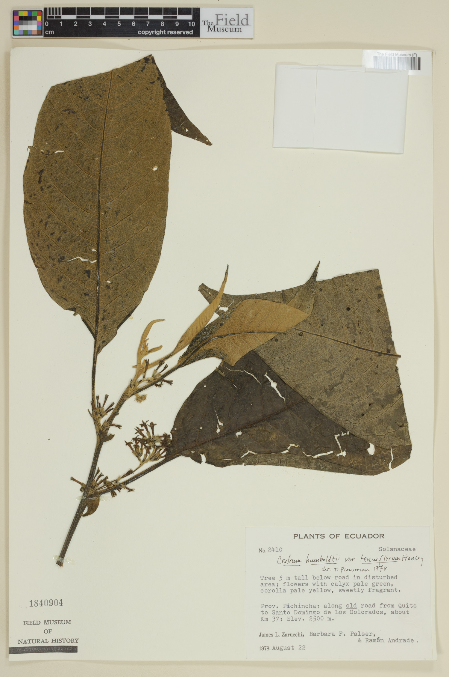 Cestrum humboldtii image