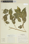 Cestrum latifolium image