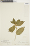 Cestrum latifolium image