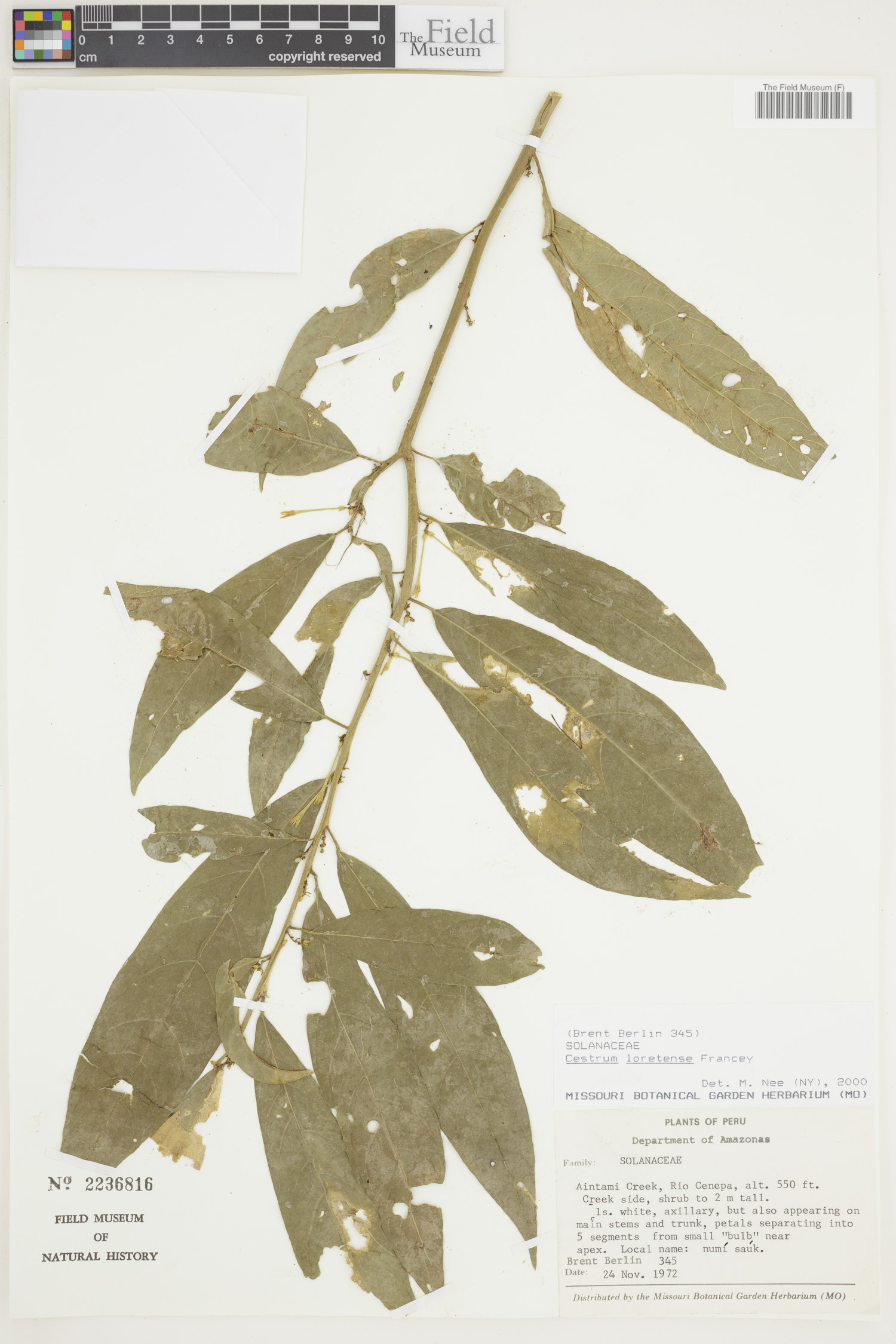 Cestrum loretense image