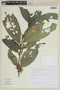 Cestrum megalophyllum image