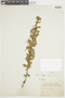 Cestrum buxifolium image