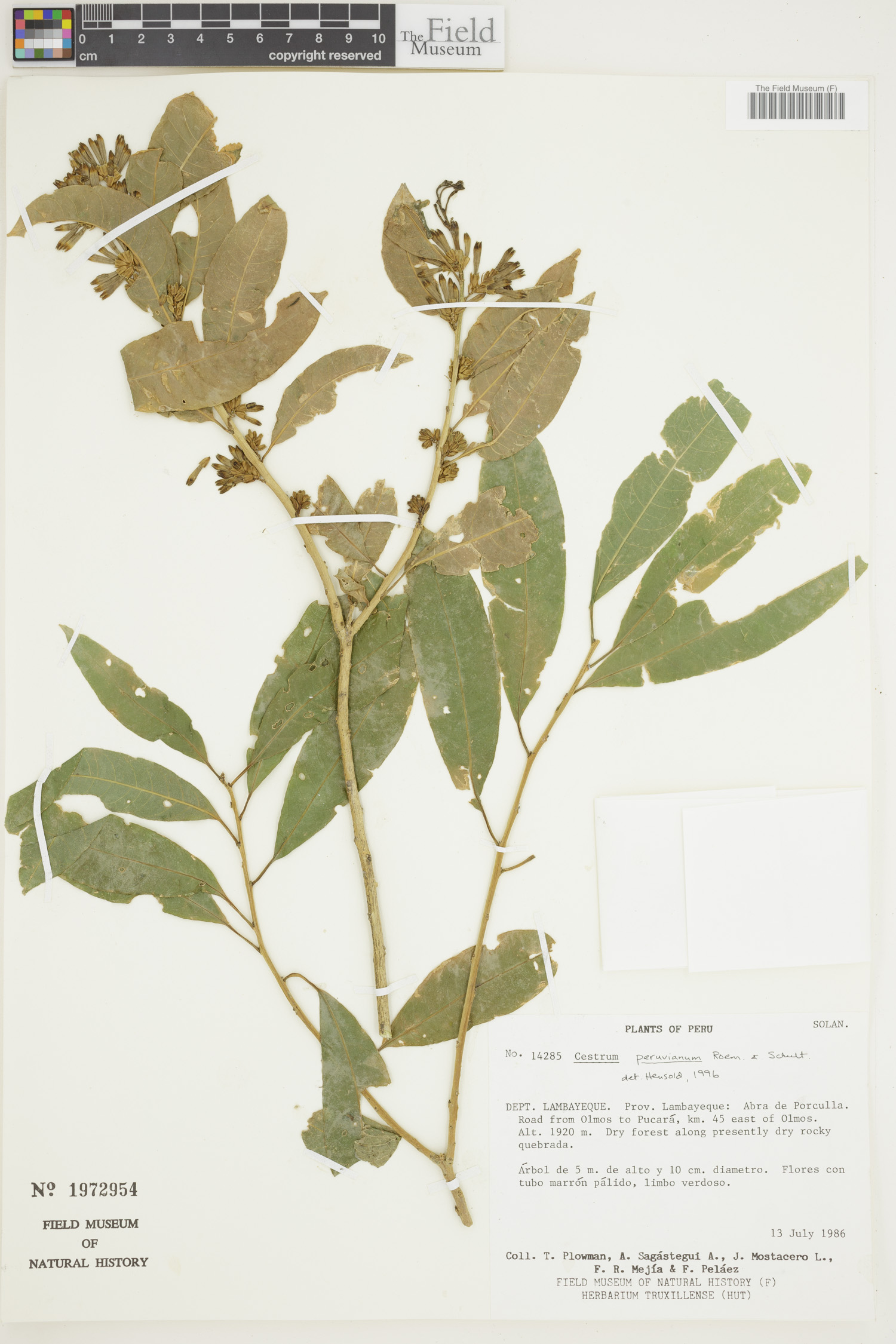 Cestrum peruvianum image