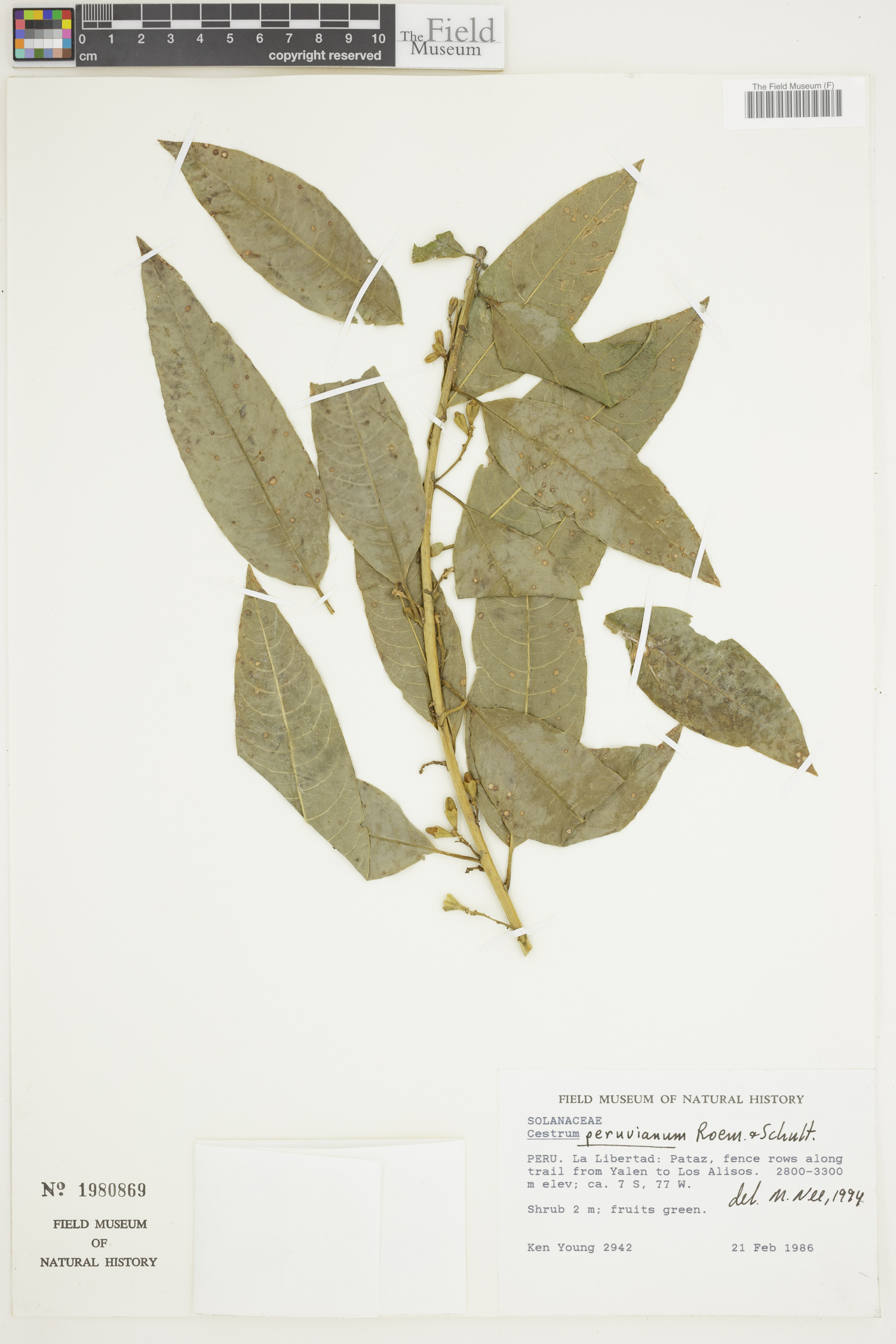 Cestrum peruvianum image