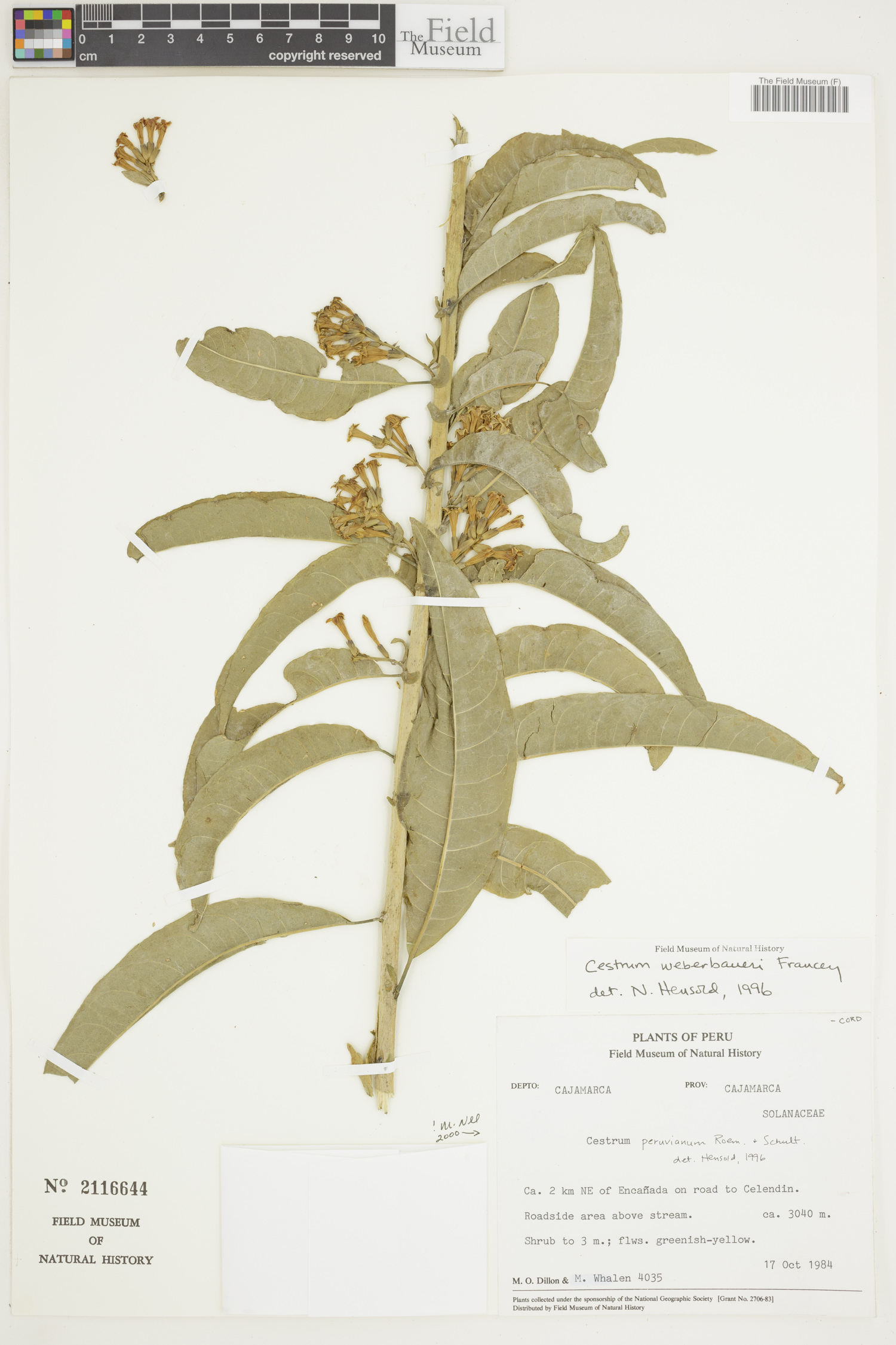 Cestrum peruvianum image
