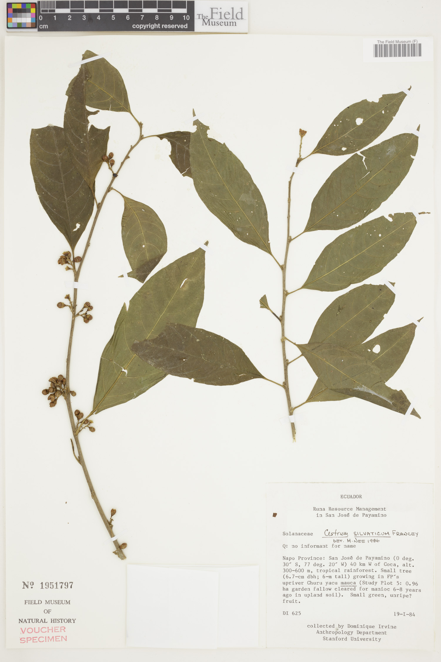 Cestrum silvaticum image