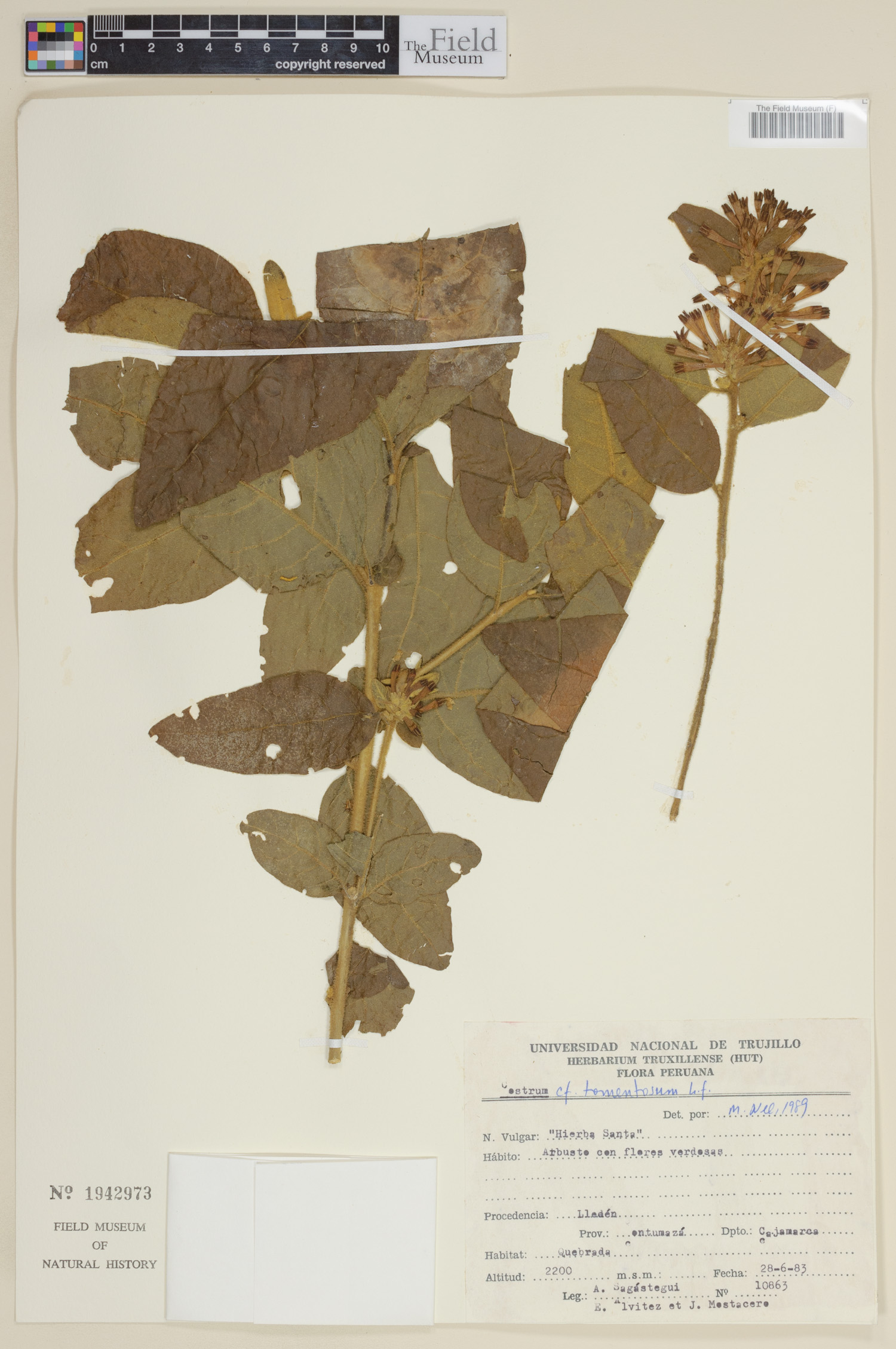 Cestrum tomentosum image