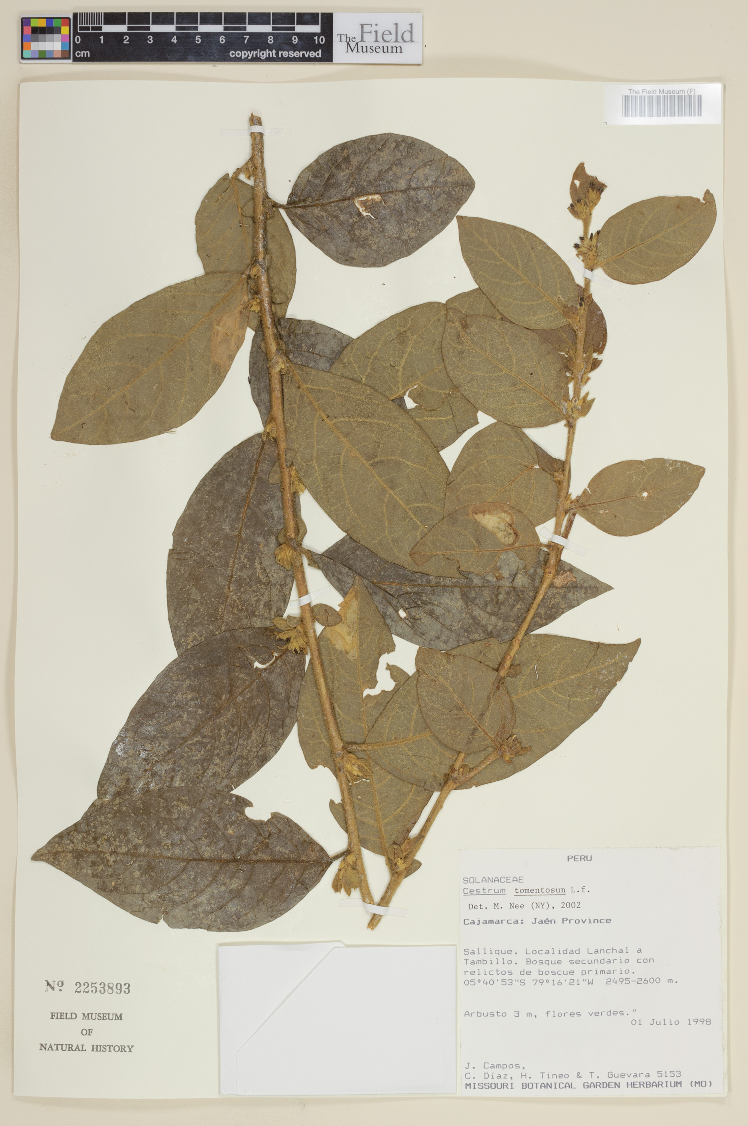 Cestrum tomentosum image