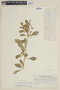 Dunalia spathulata image