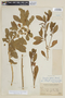 Dunalia spathulata image
