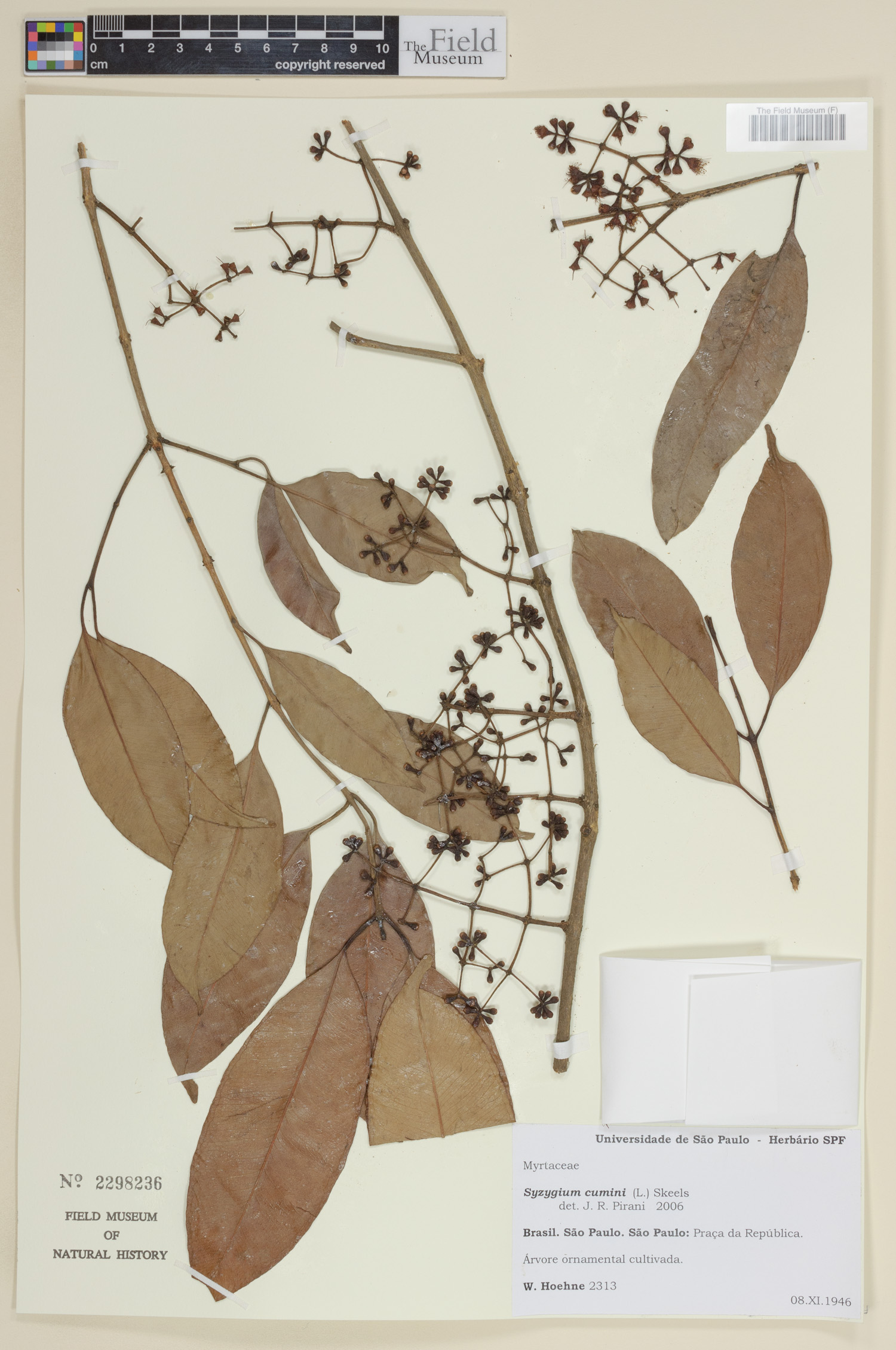 Syzygium cumini image