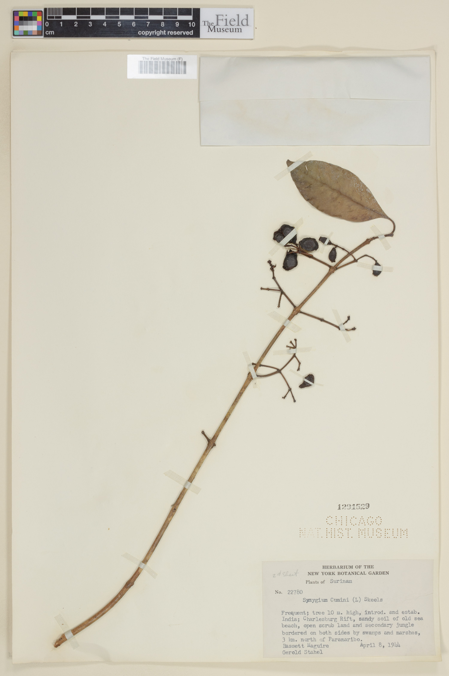 Syzygium cumini image