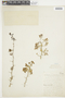 Grabowskia boerhaaviifolia image