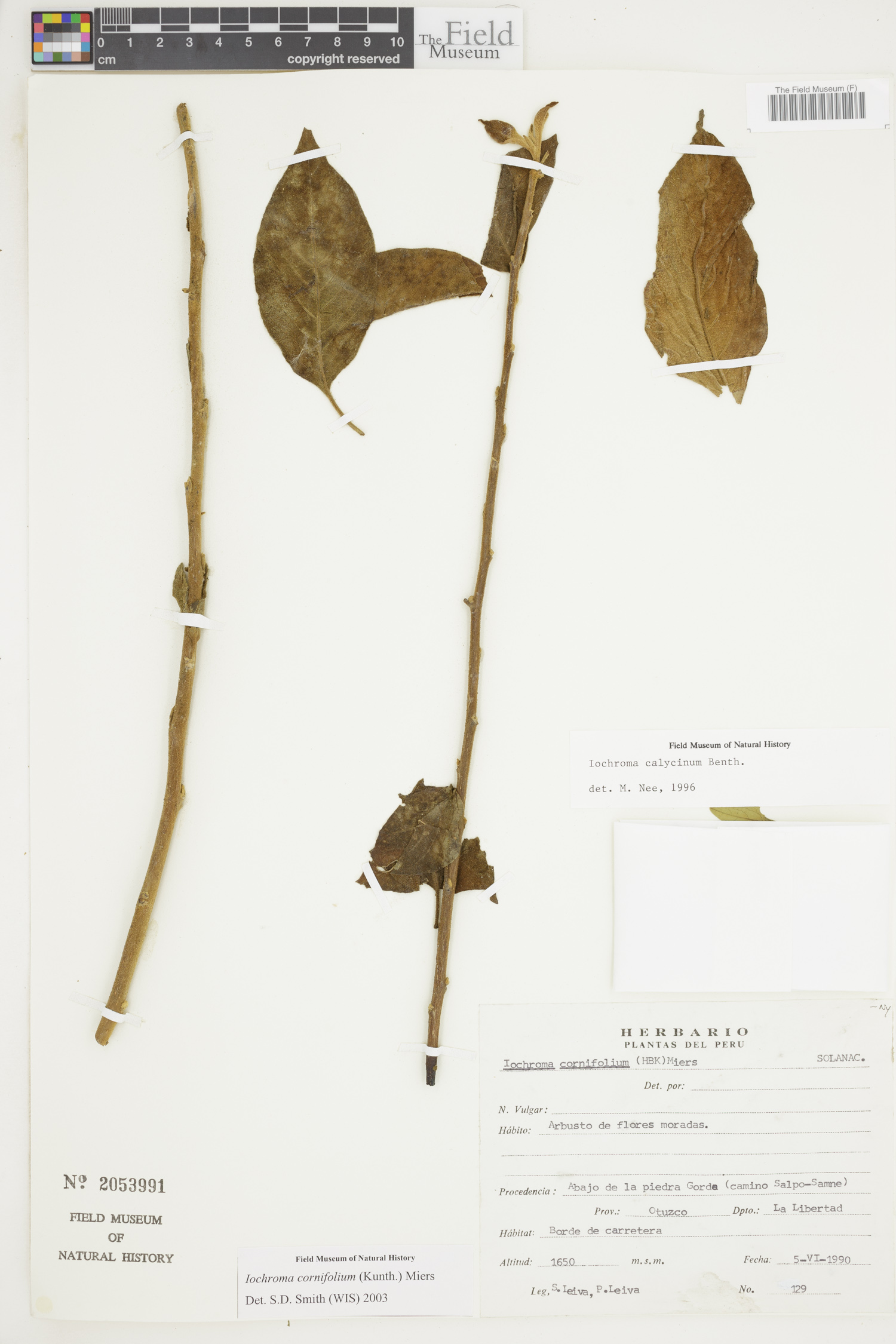 Iochroma cornifolium image