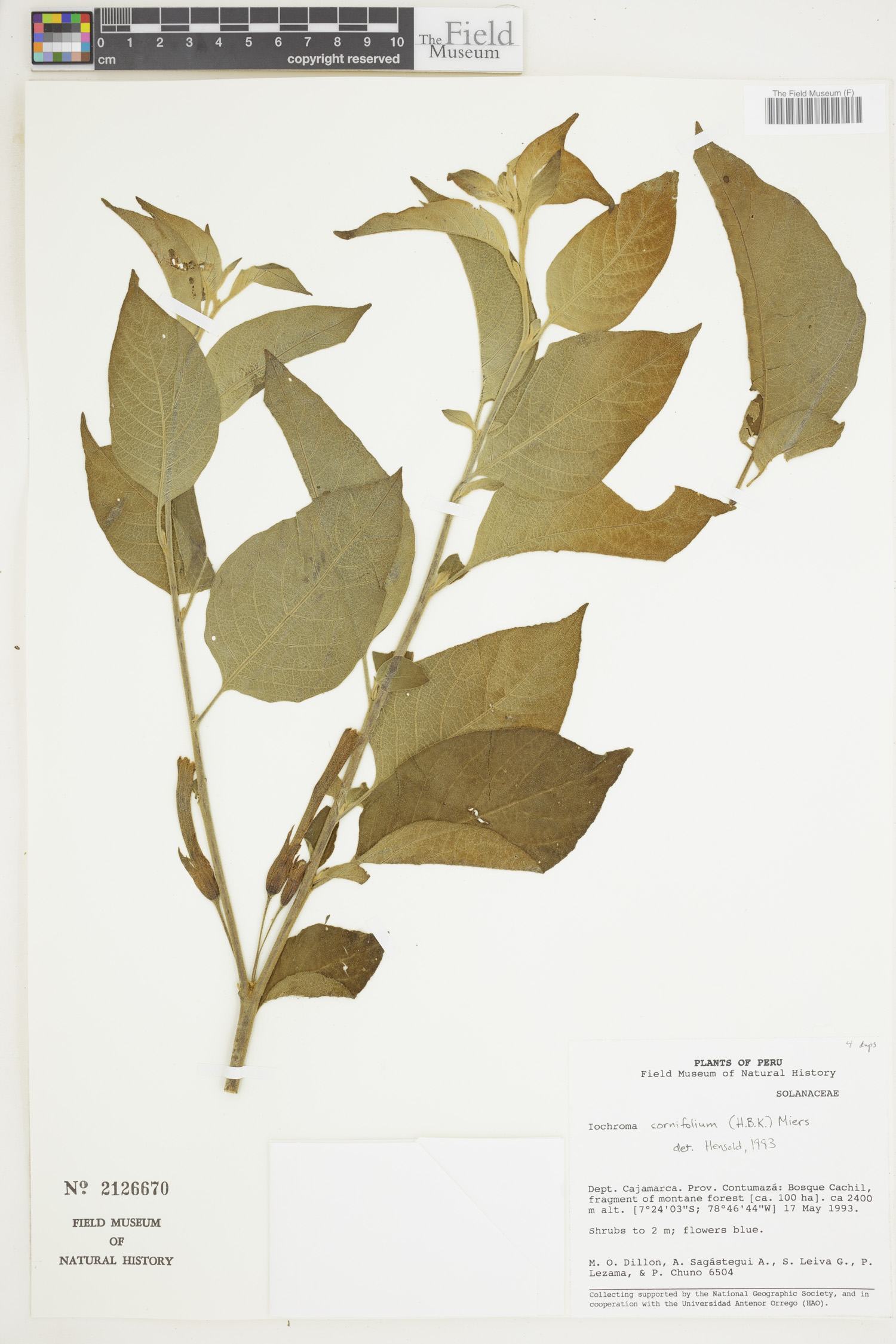 Iochroma cornifolium image