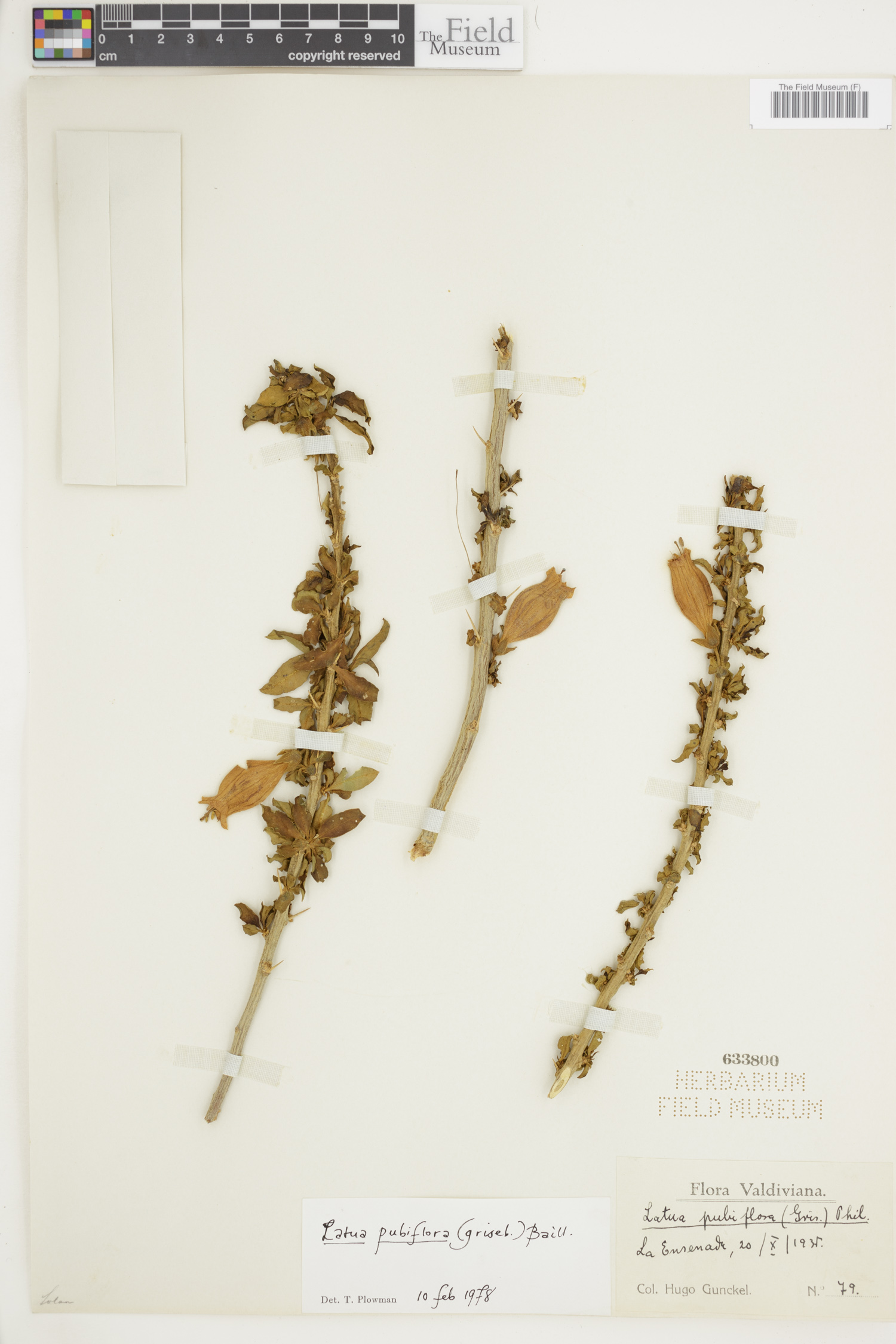 Latua pubiflora image