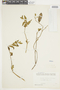 Lycianthes acutifolia image