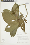 Lycianthes amatitlanensis image