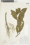 Lycianthes coffeifolia image