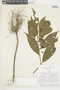 Lycianthes coffeifolia image