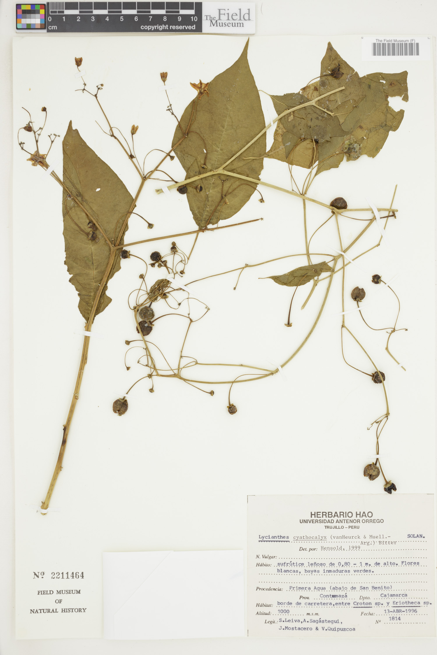 Lycianthes cyathocalyx image