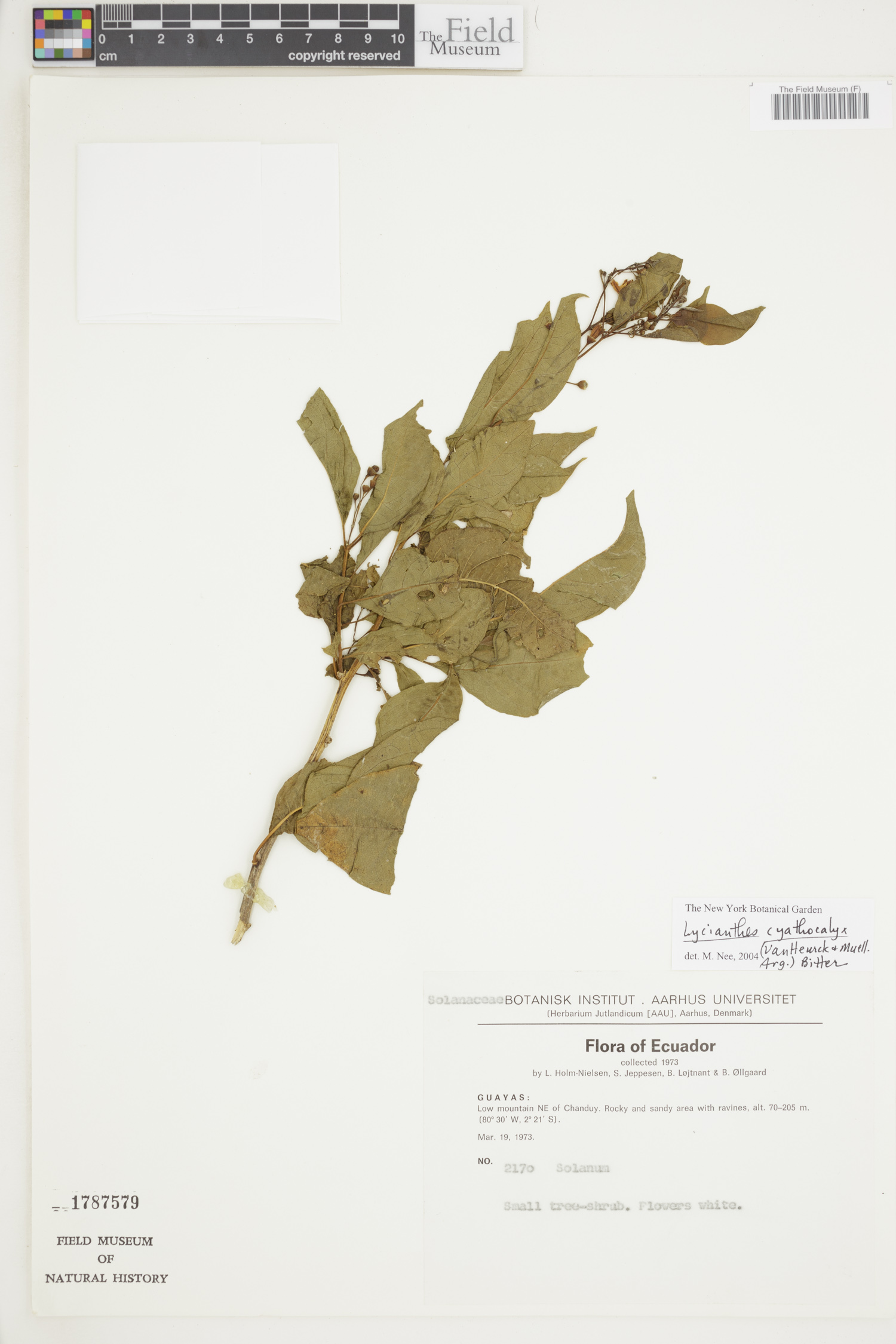 Lycianthes cyathocalyx image