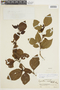 Lycianthes glandulosa image