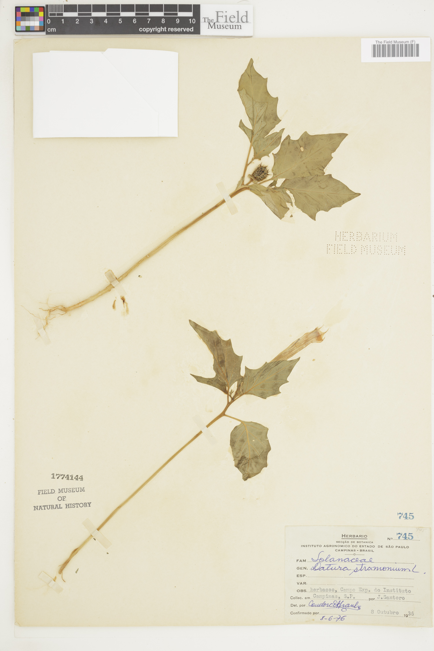 Datura stramonium image