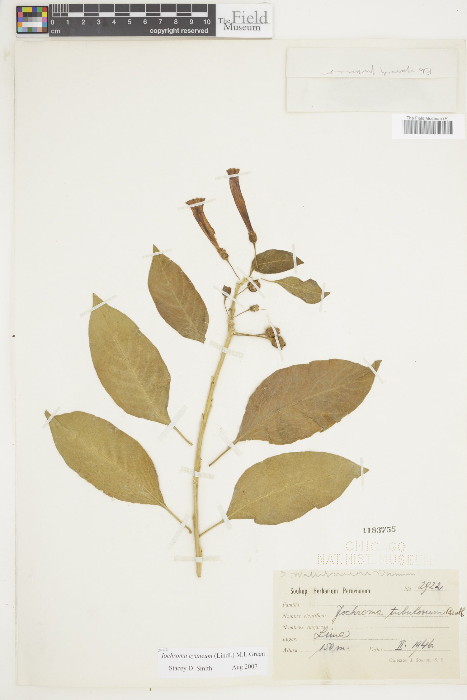 Iochroma cyaneum image