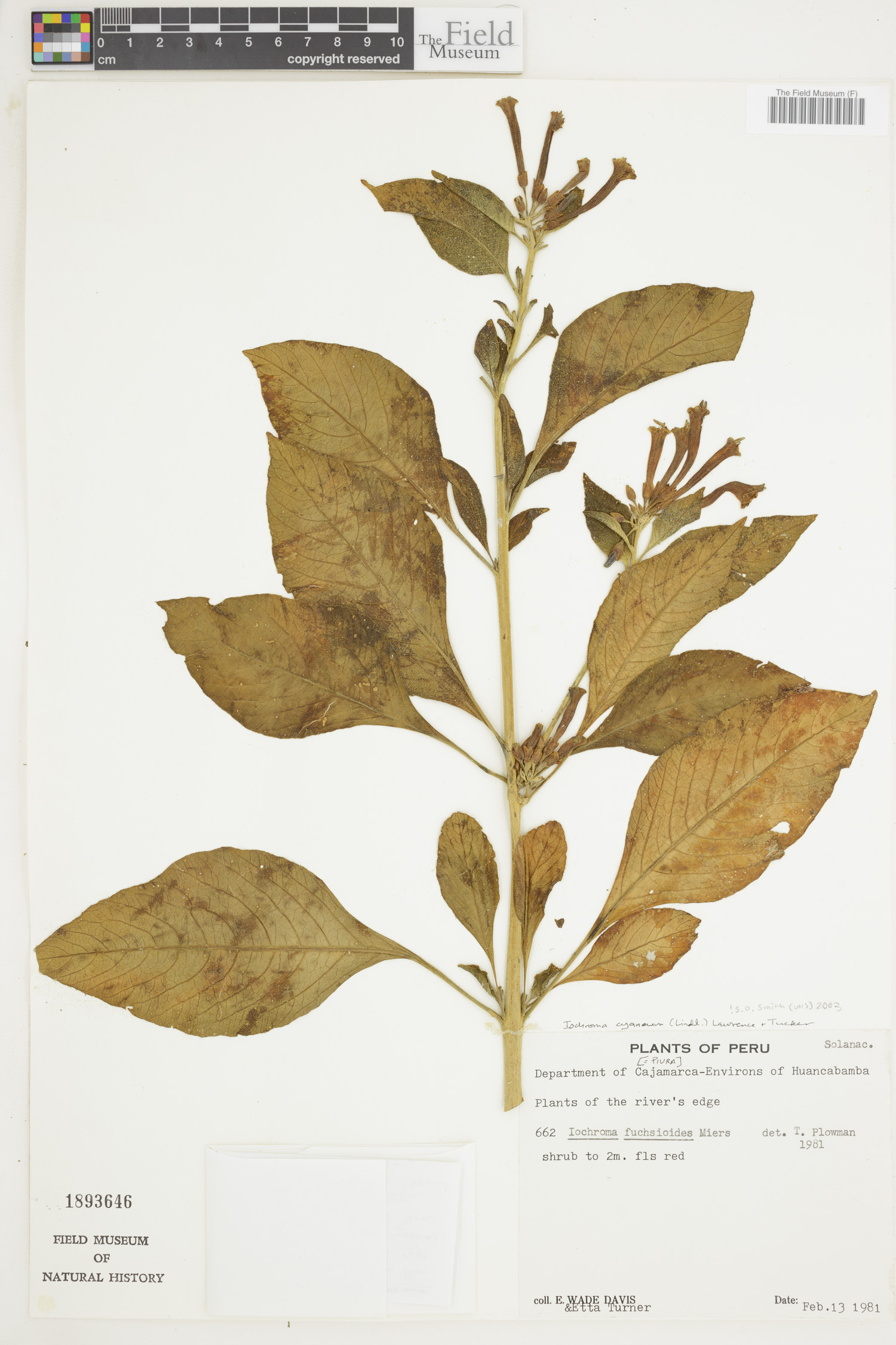 Iochroma cyaneum image