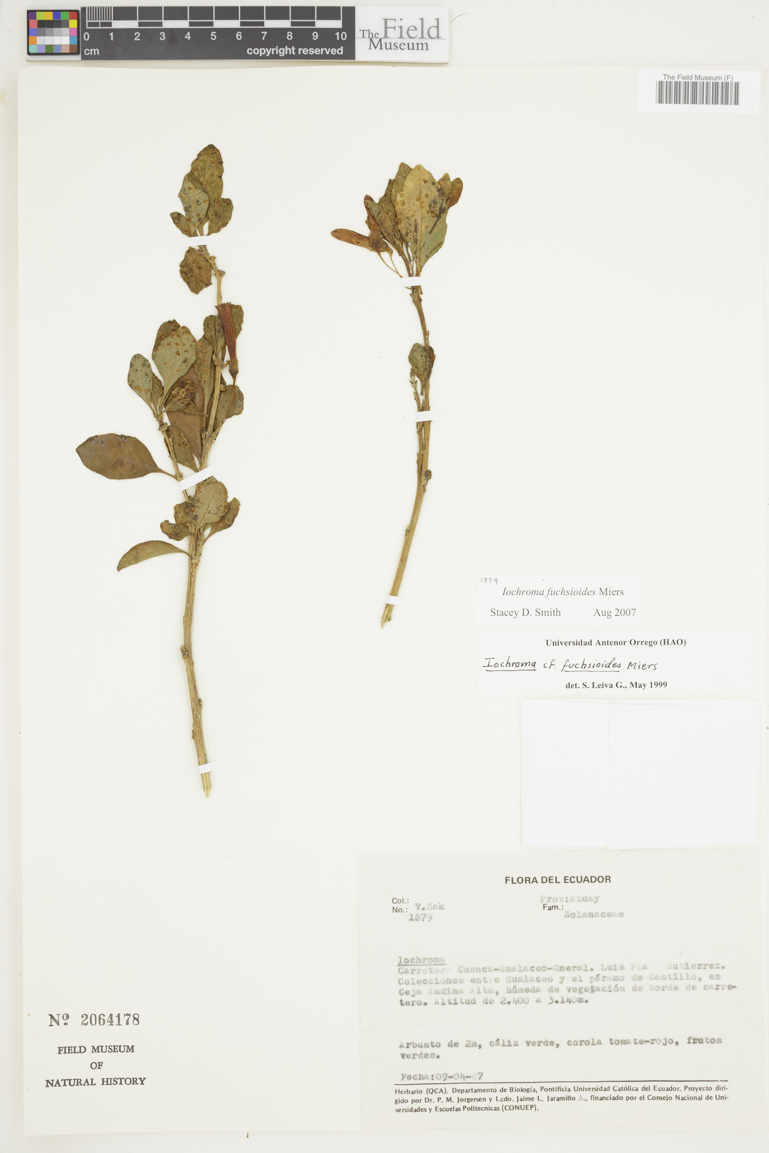 Iochroma fuchsioides image