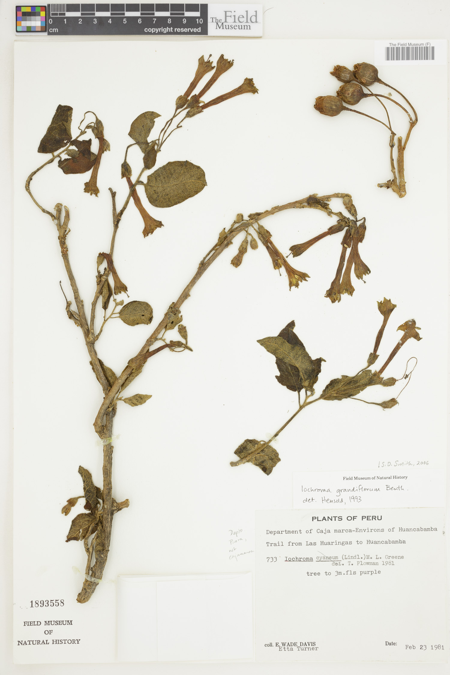Iochroma grandiflorum image