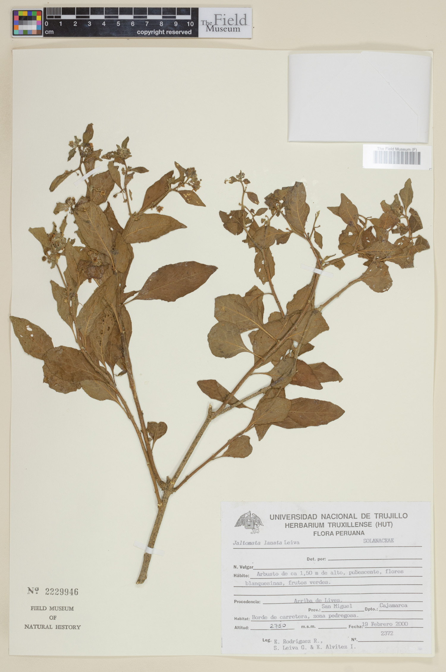 Jaltomata lanata image