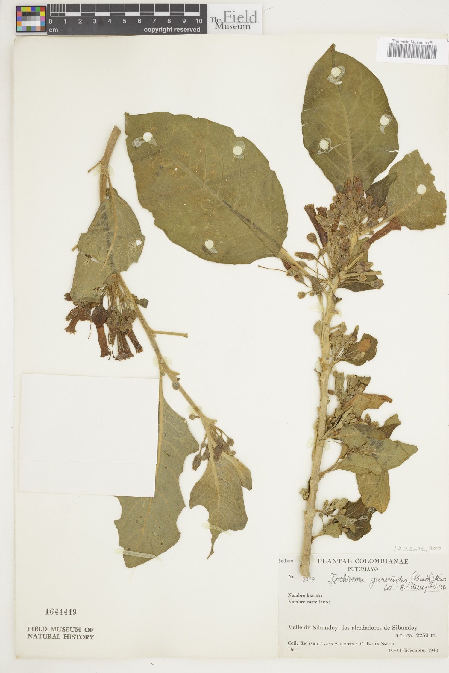 Iochroma gesnerioides image