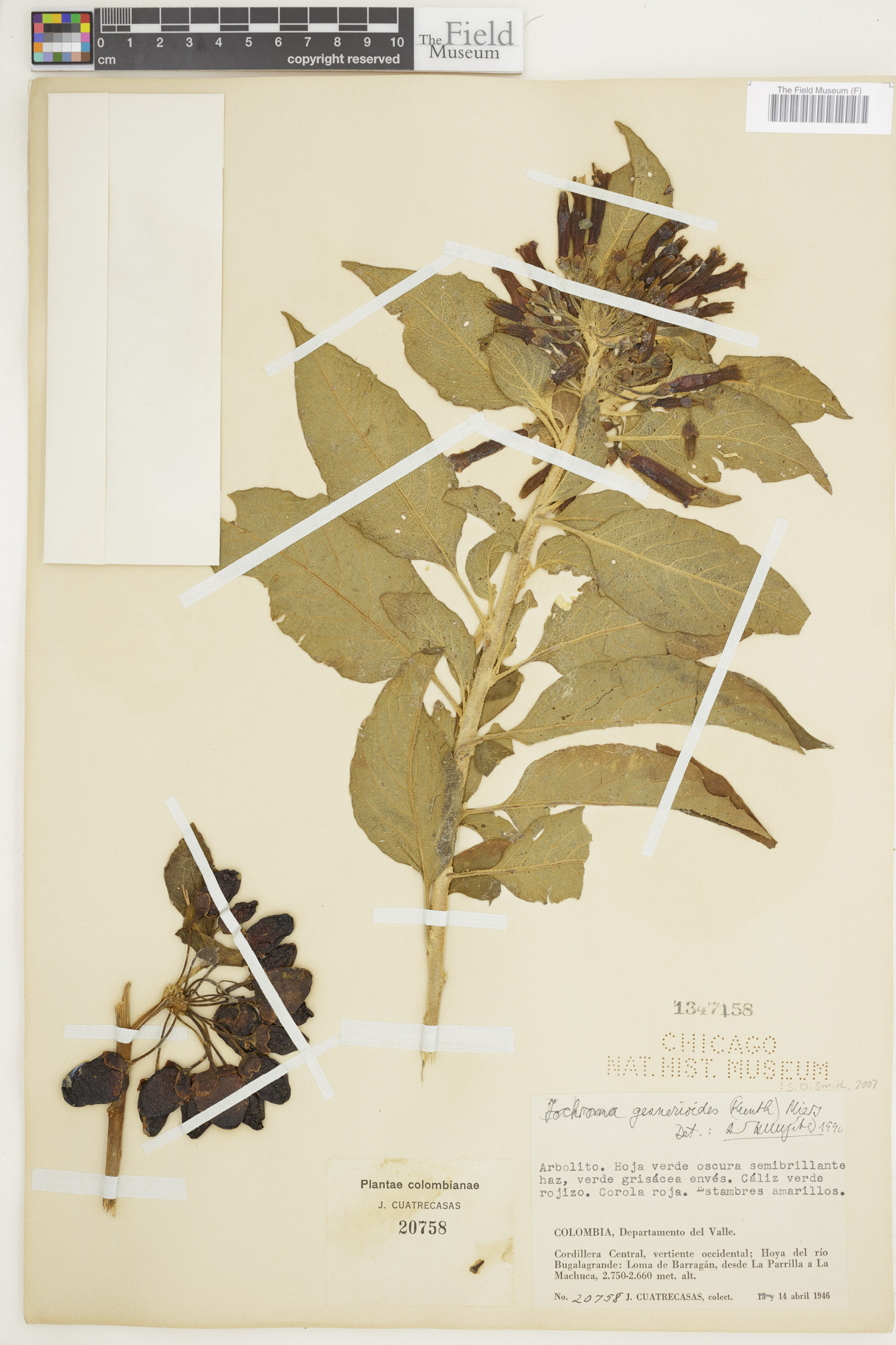 Iochroma gesnerioides image
