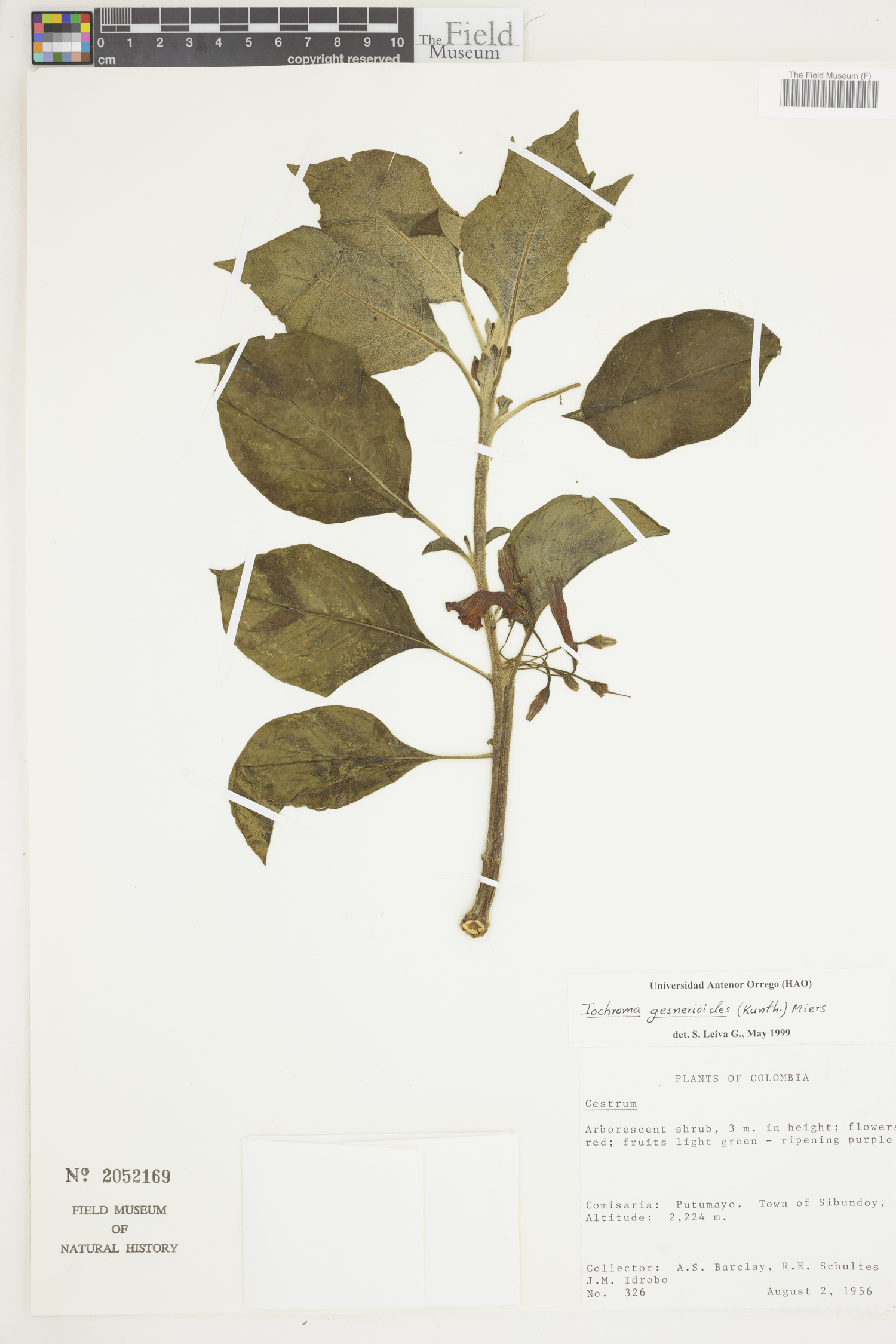 Iochroma gesnerioides image