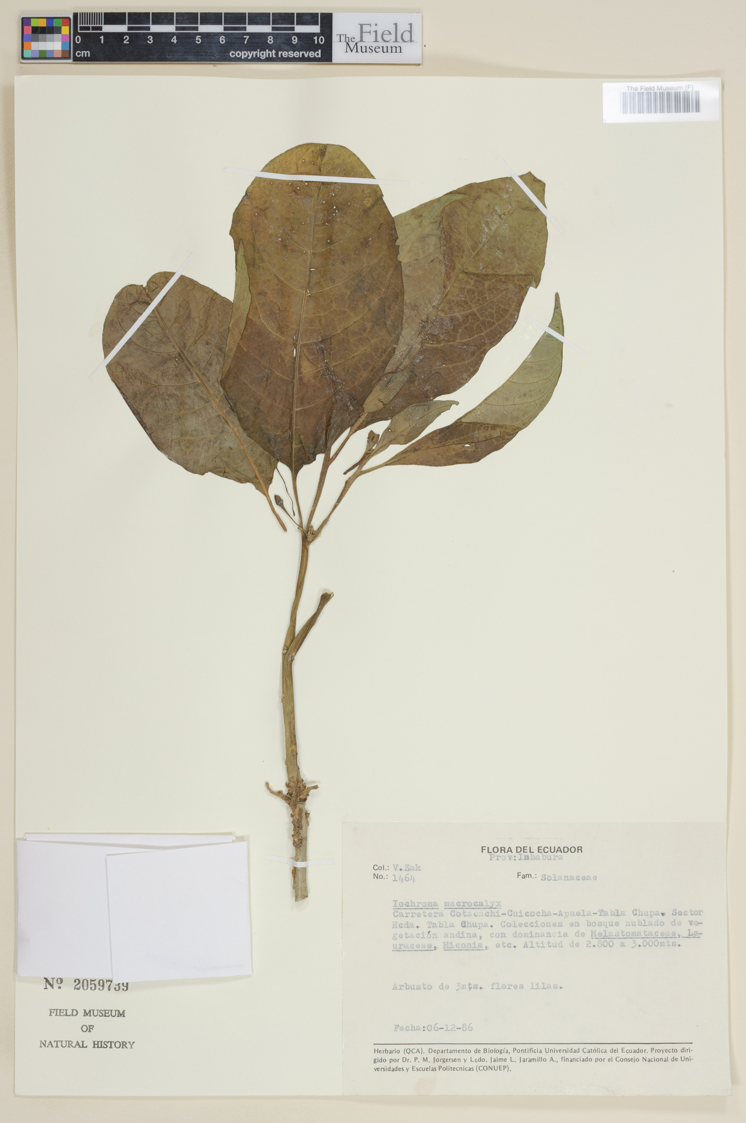 Iochroma macrocalyx image
