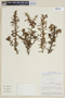 Iochroma parvifolium image
