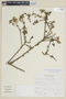 Iochroma parvifolium image