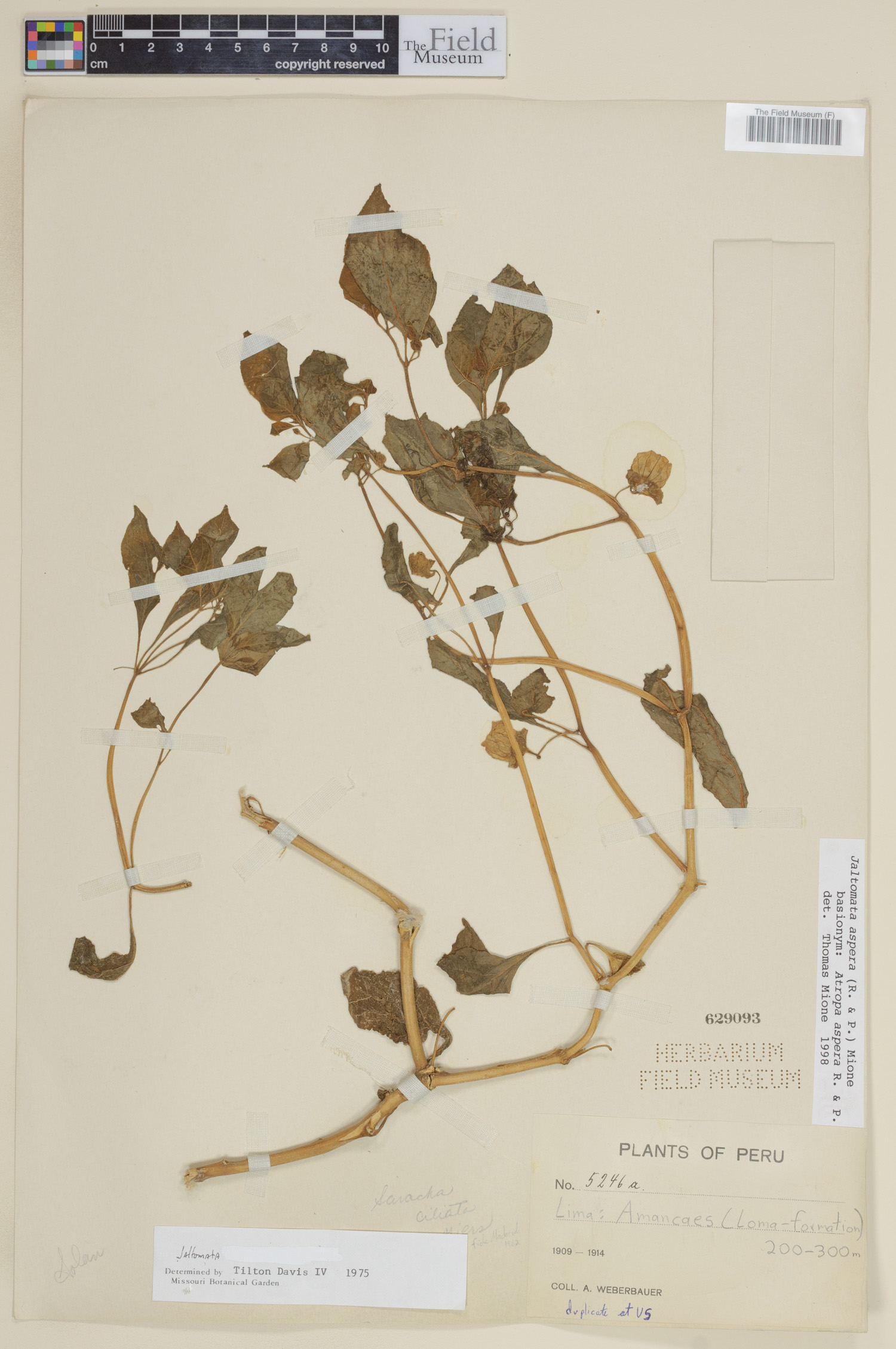 Jaltomata aspera image
