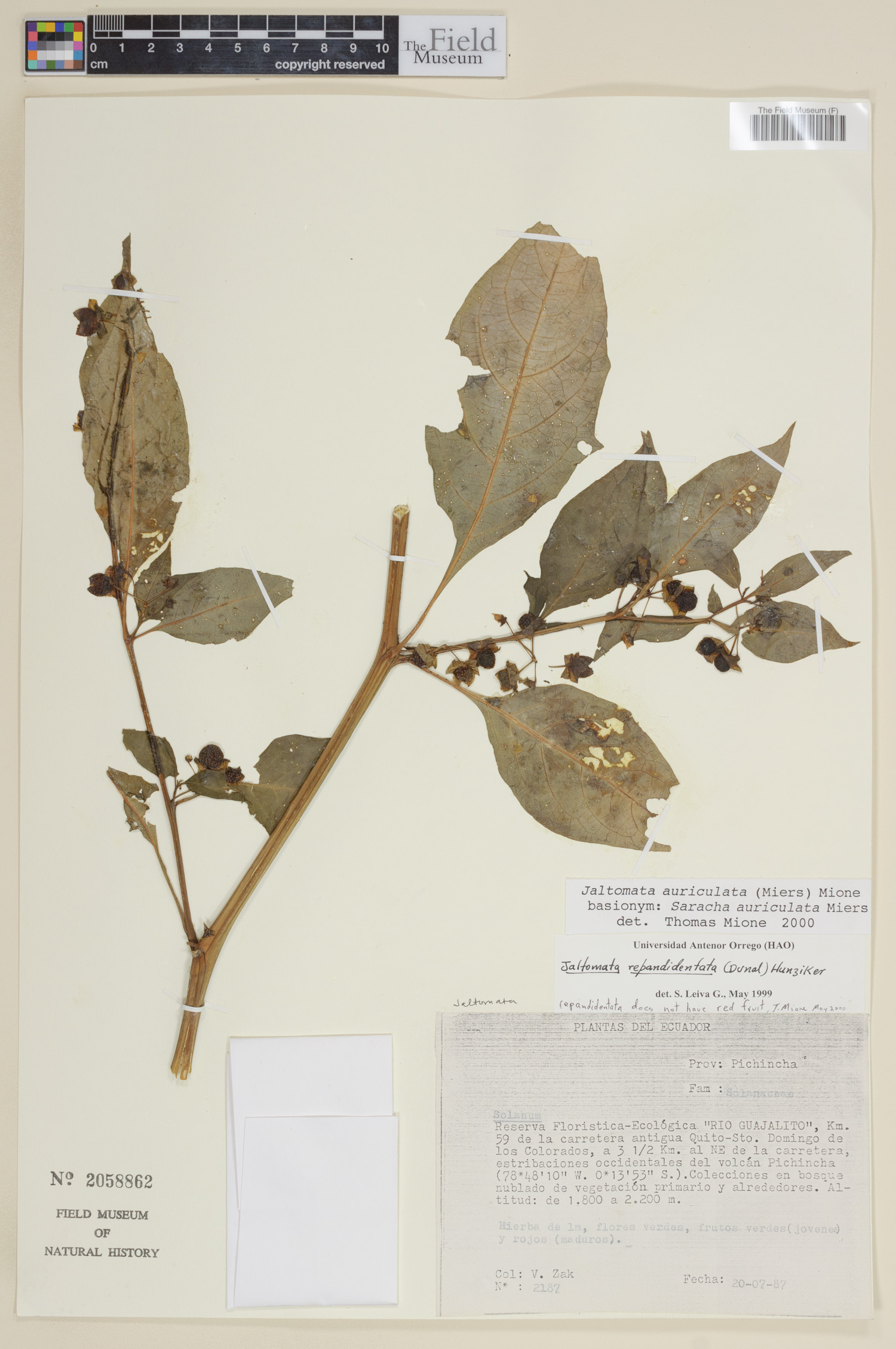 Jaltomata auriculata image