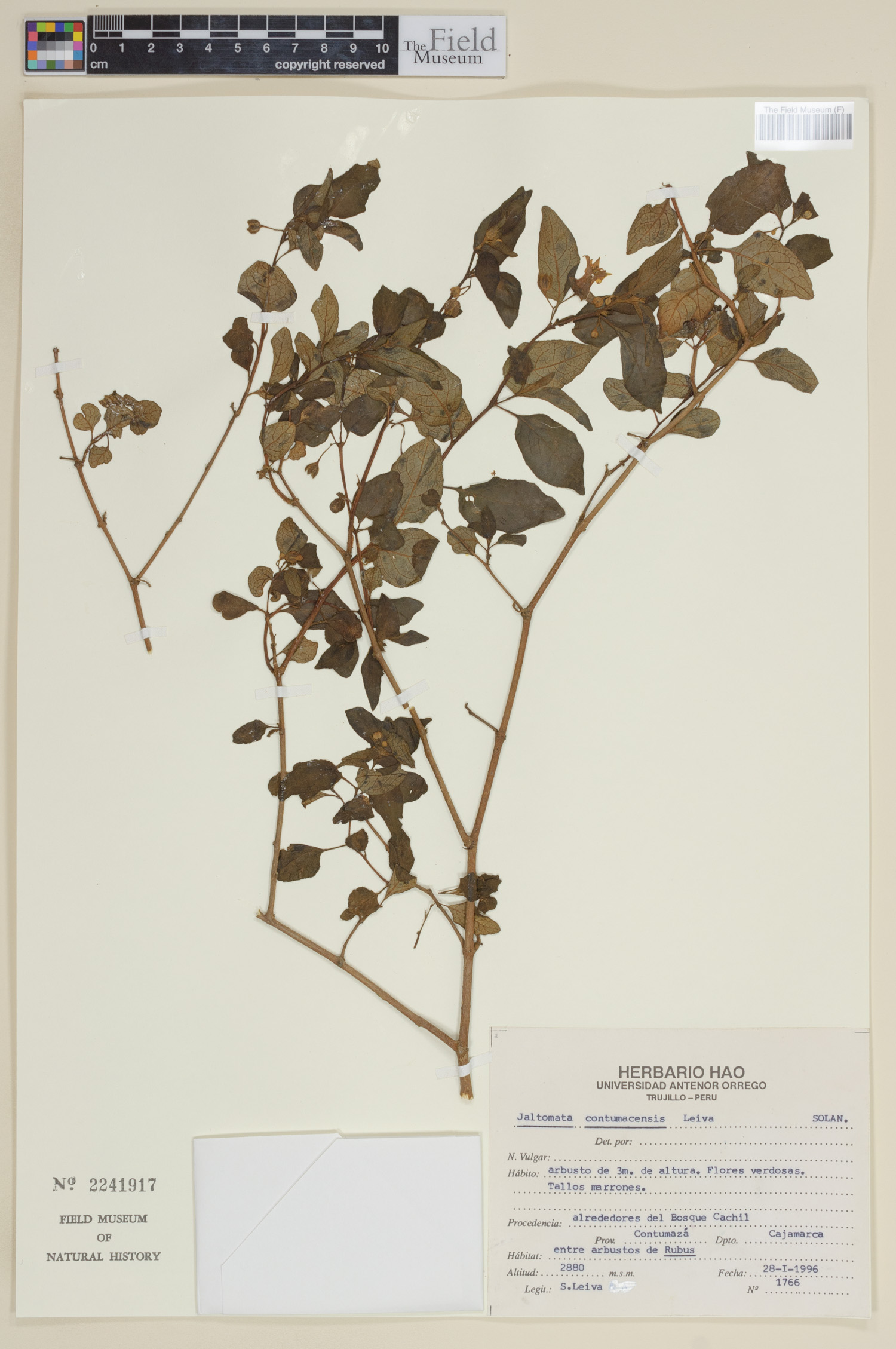 Jaltomata contumacensis image