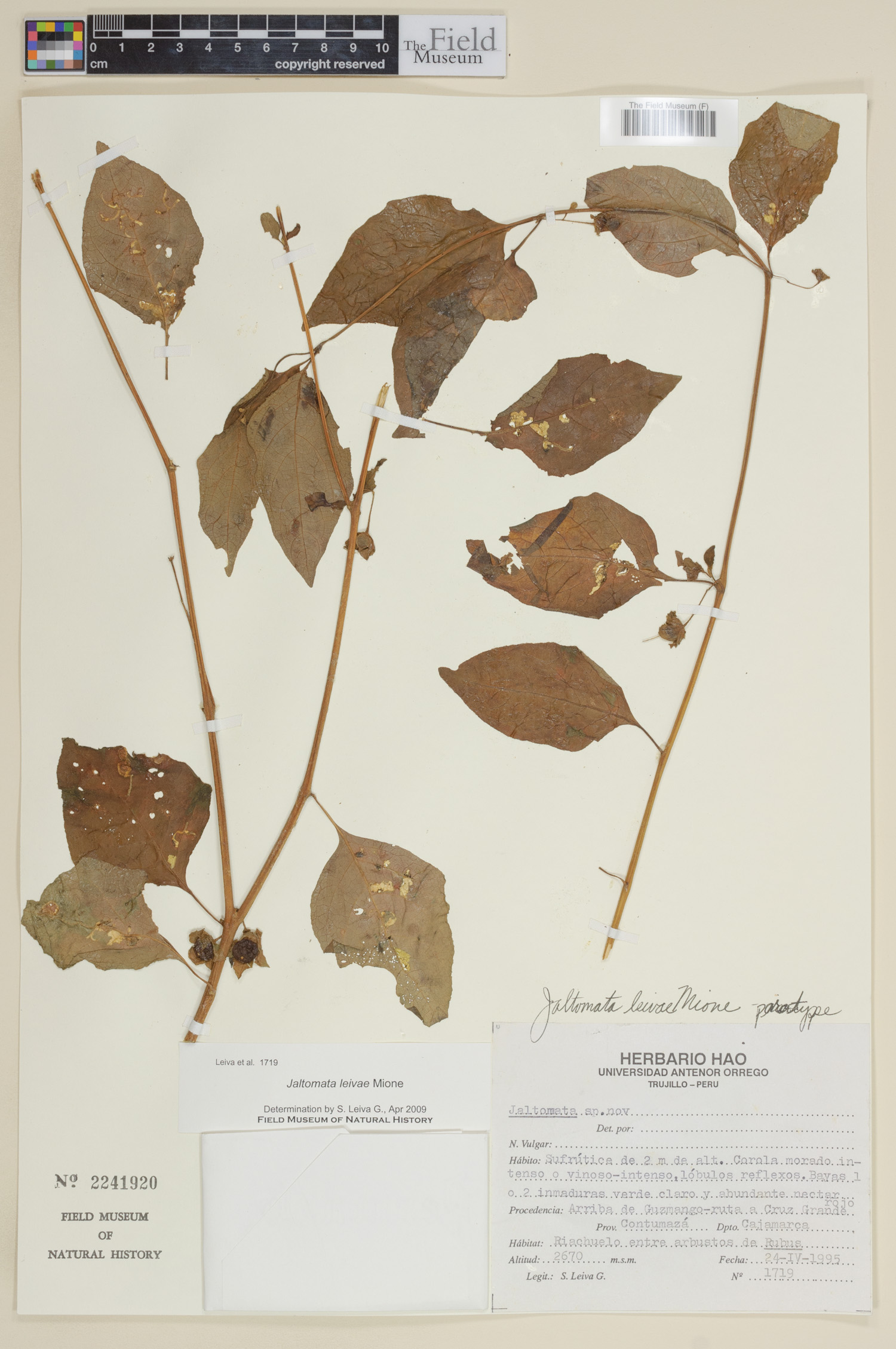 Jaltomata leivae image