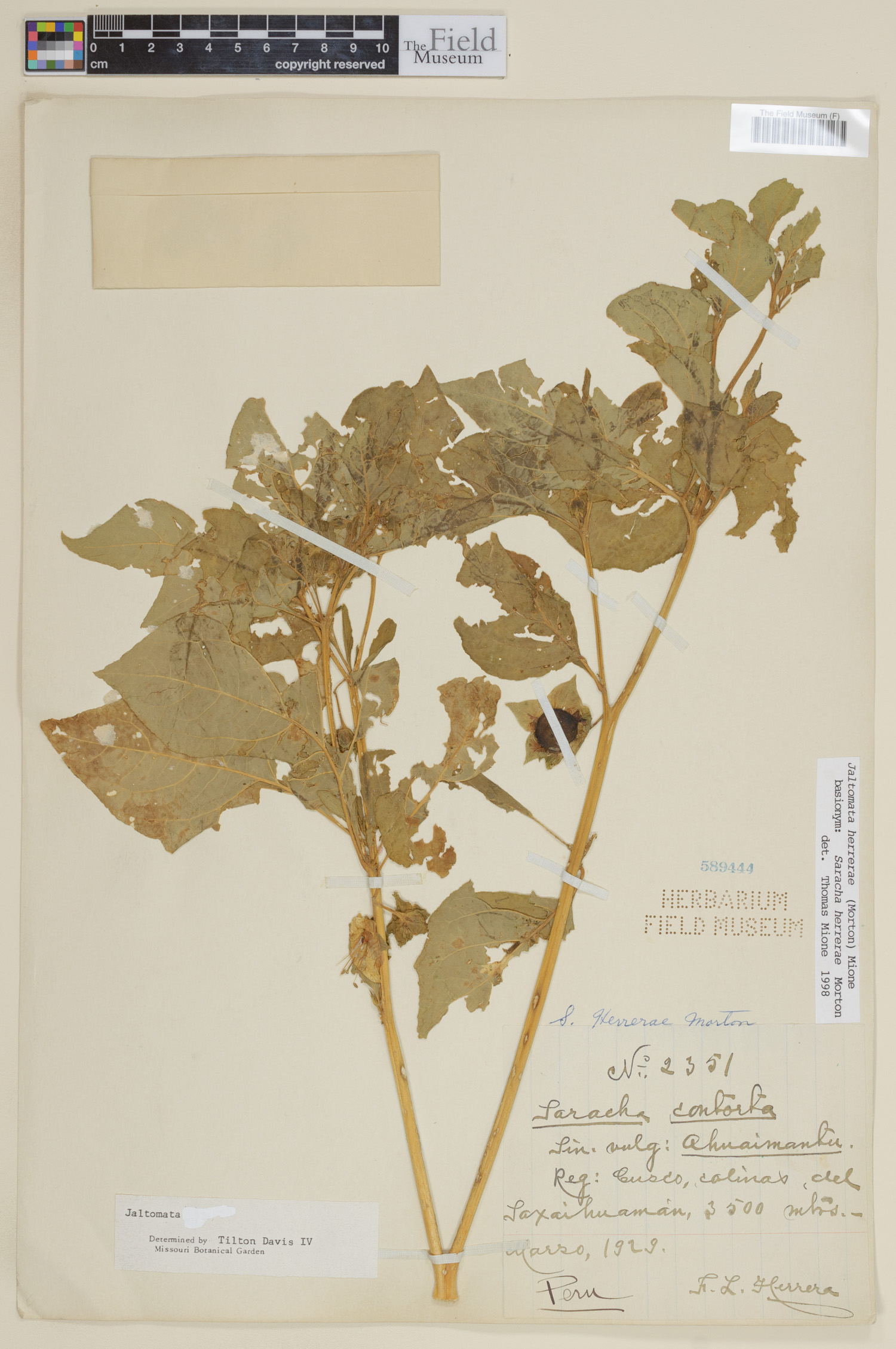 Jaltomata herrerae image