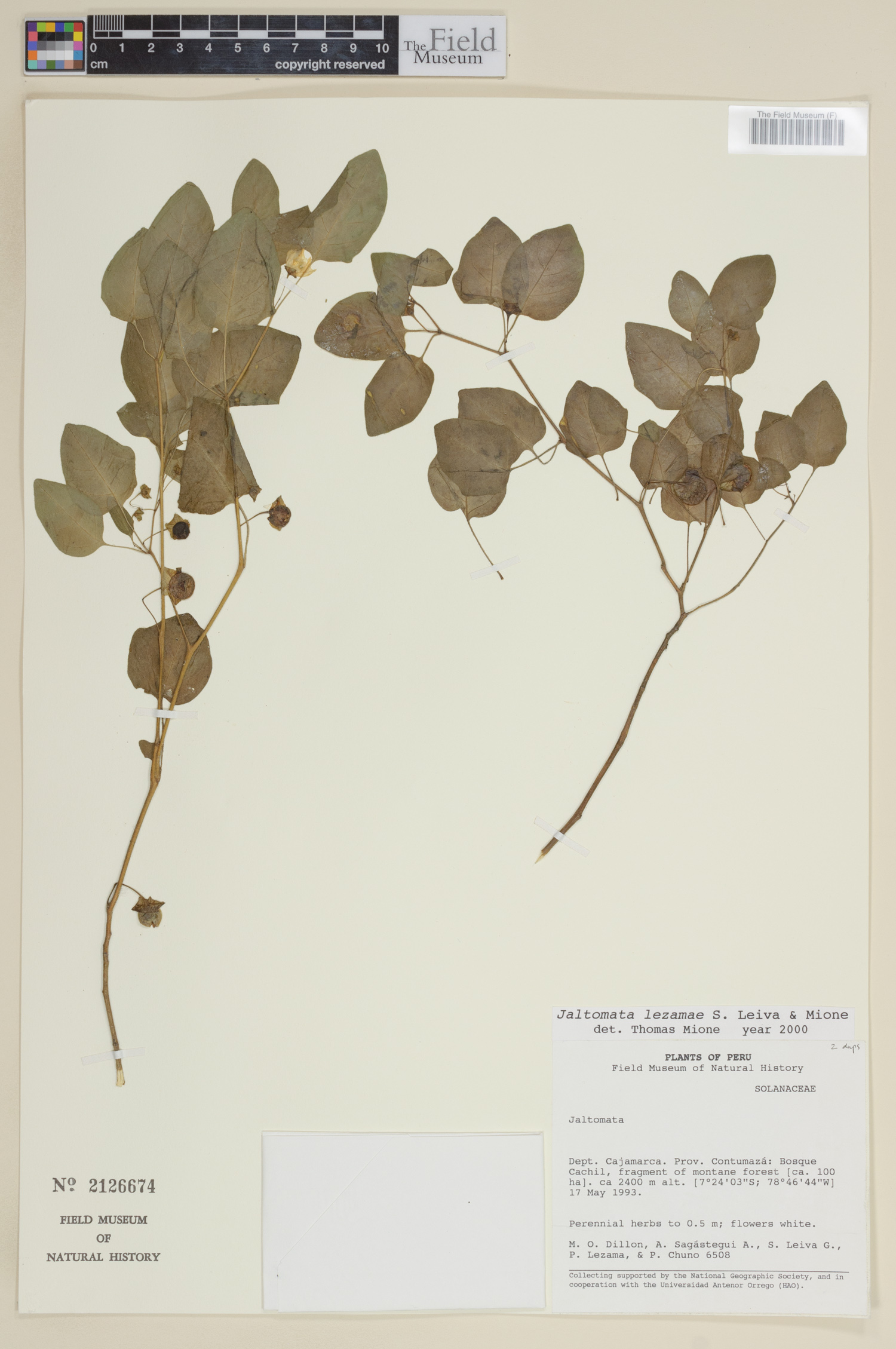 Jaltomata lezamae image