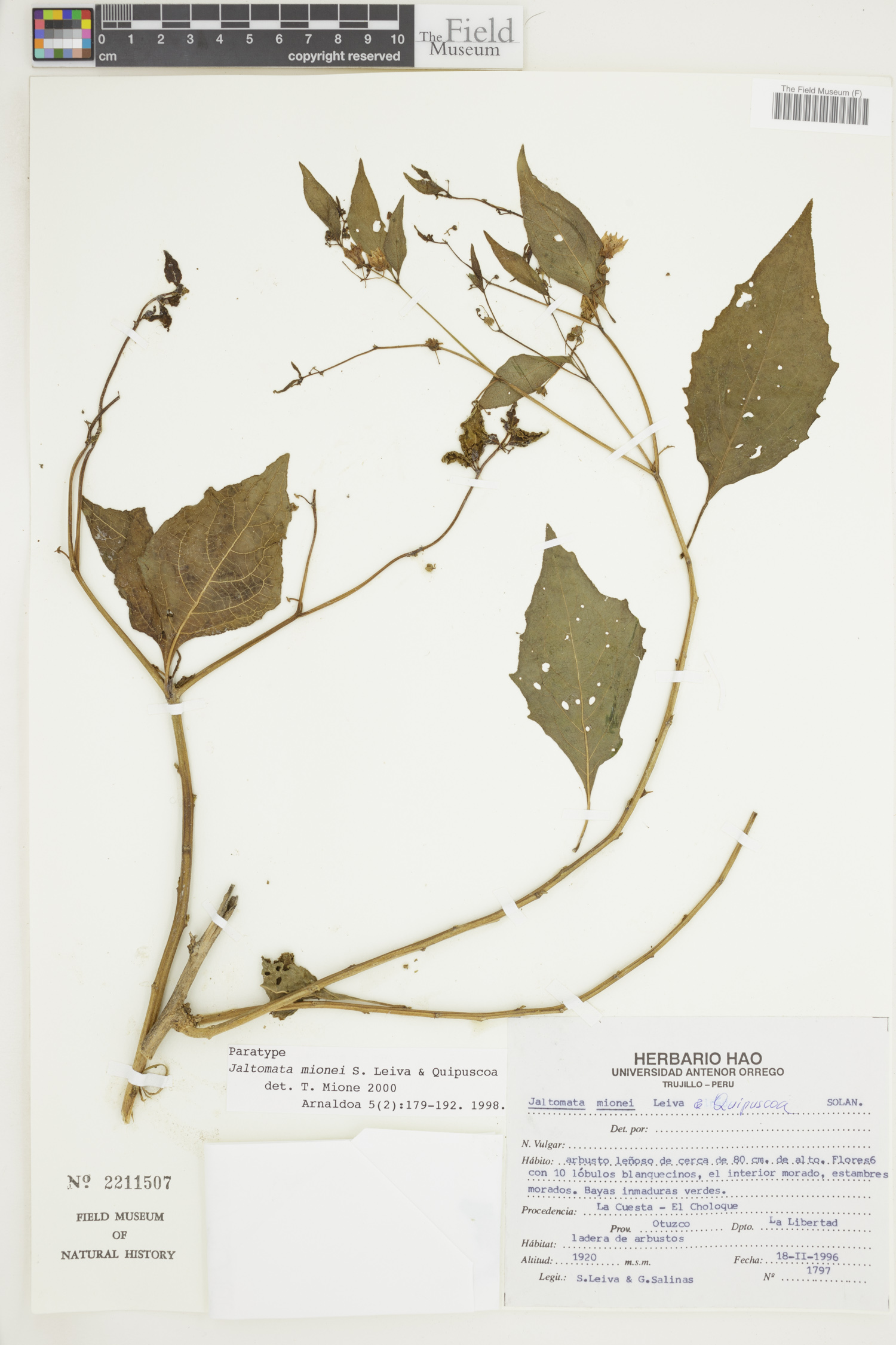 Jaltomata mionei image